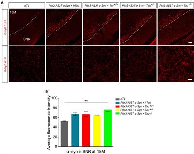 Tau Knockout and α-Synuclein A53T Synergy Modulated Parvalbumin-Positive Neurons Degeneration Staging in Substantia Nigra Pars Reticulata of Parkinson’s Disease-Liked Model